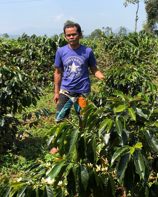 Kembara Caturra Kuning