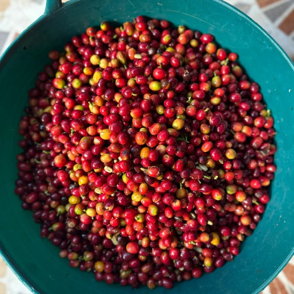 COLOMBIA EL DIVISO SIDRA NACHO