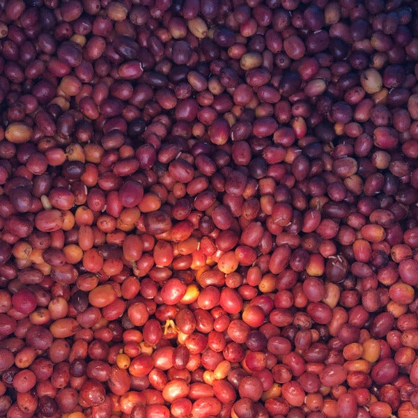 INDONESIA BUNGE LUNGI ESTATE ISABELLINE CM LOT