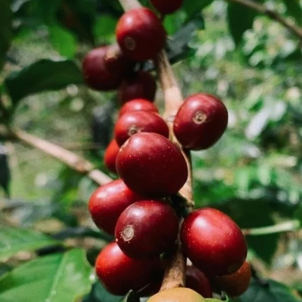 INDONESIA FLORES TUANG NATI LOT 773