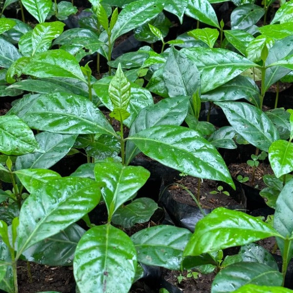 INDONESIA CURTINA SINAR AGUNG