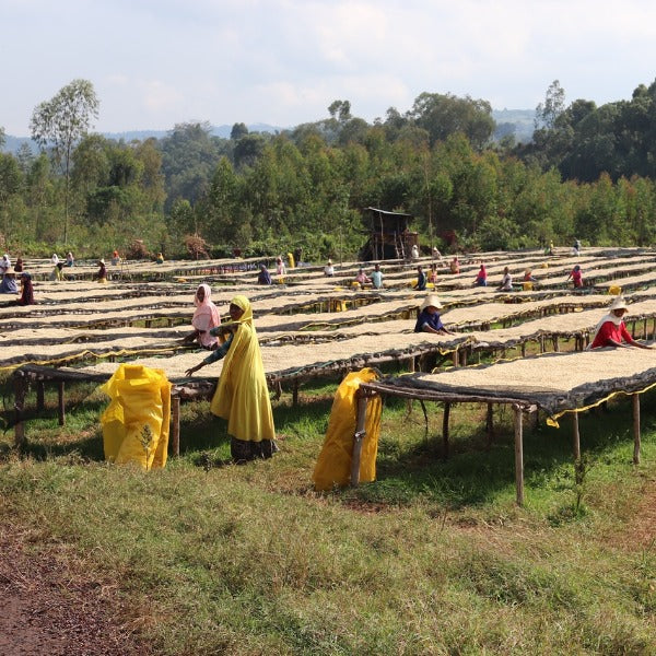 ETHIOPIA BIFTU GUDINA LOT GAMABUTA