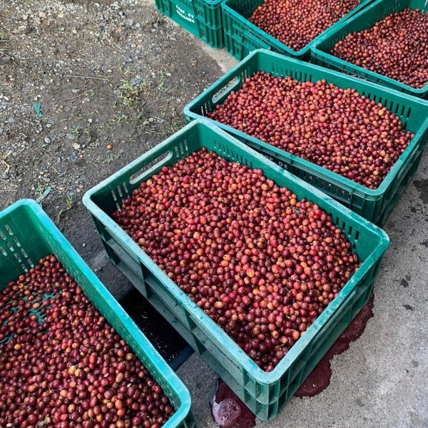 COLOMBIA LA PALMERA ASTRO LOT