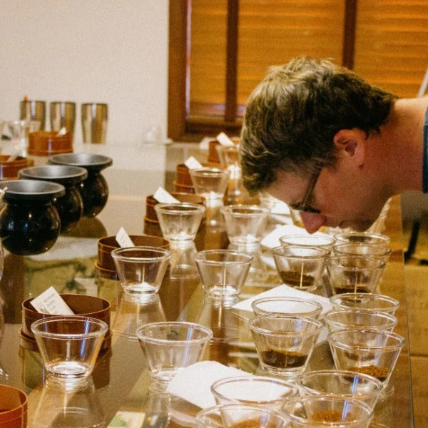 BRAZIL COCATREL KOKA PALO