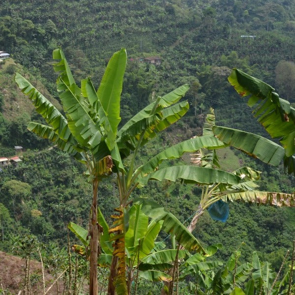 COLOMBIA LA PALMERA ASTRO LOT