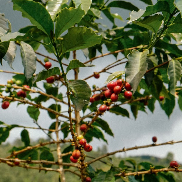 RWANDA GATARE KUMBAYE LOT #305