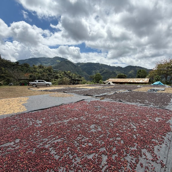 PERU ESTELA VASQUEZ GEISHA