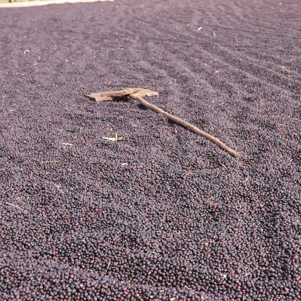 ETHIOPIA NIGUSSE NARE G1 MURANGO LOT Q