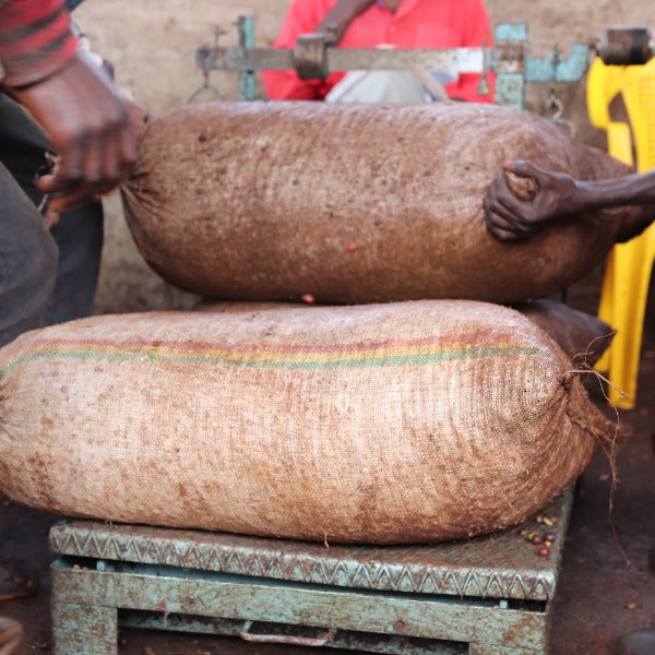 ETHIOPIA NIGUESSE NARE G1 MURANGO URAGA ANR