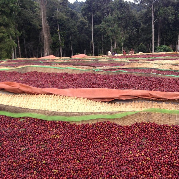 ETHIOPIA NIGUESSE NARE G1 MURANGO URAGA ANR