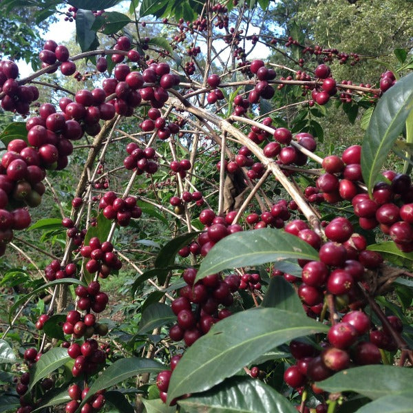 ETHIOPIA NIGUSSE NARE G1 MURANGO LOT Q