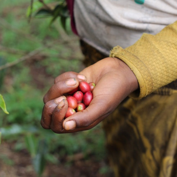 ETHIOPIA KAYON AMOYA