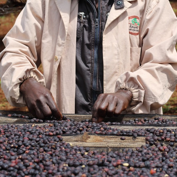 ETHIOPIA KAYON MESSIAH