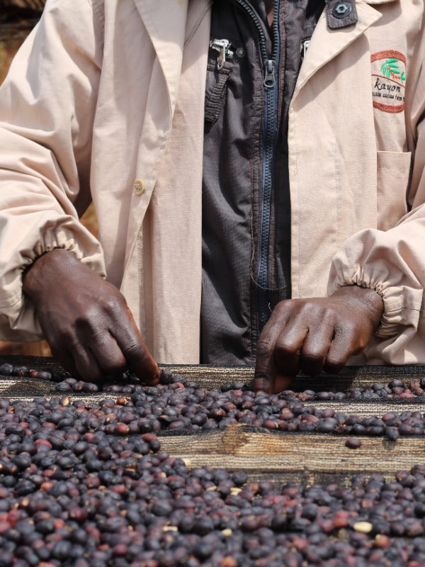 ETHIOPIA BUKU SAYISA OMEN