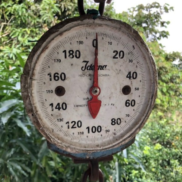 COLOMBIA LA PALMERA ASTRO LOT