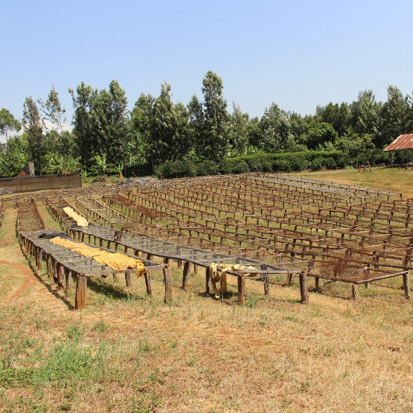 KENYA KIHUYO LOT 6191