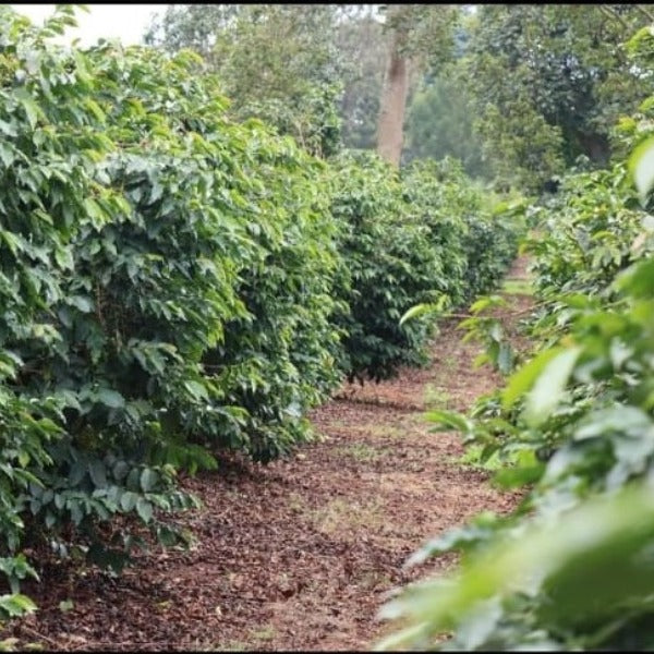 KENYA KARINDUNDU AA LOT 6182