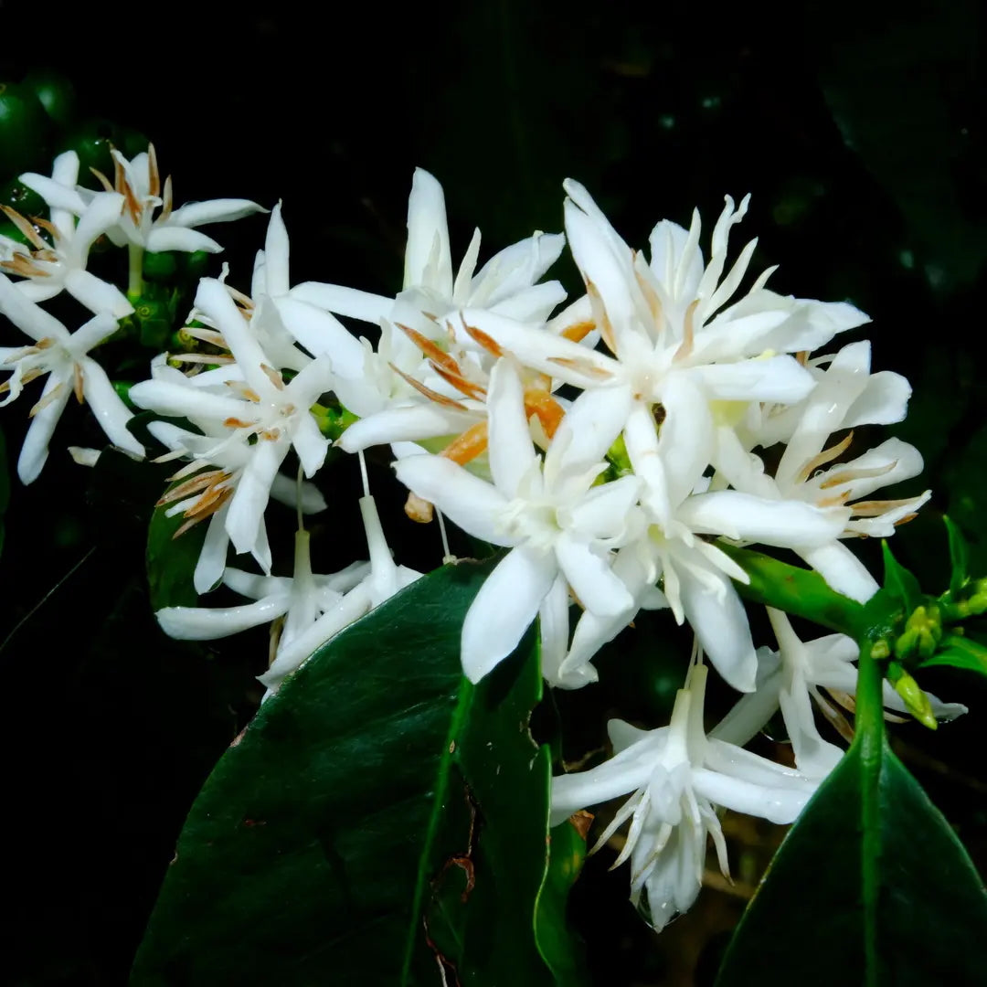 COLUMBIA EL PARAISO LYCHEE