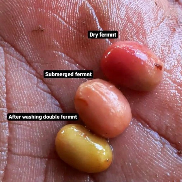 INDONESIA SELOSA DJAWA PLULUHAN