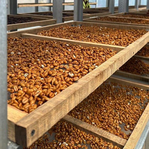 INDONESIA SELOSA DJAWA PLULUHAN