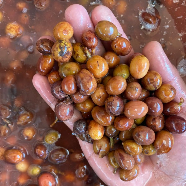 INDONESIA PANDASARI BUJA PROTOCOL