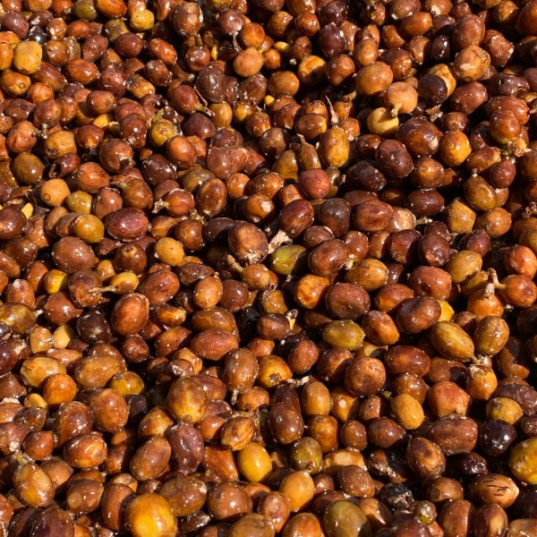 INDONESIA PANDASARI KARTIKA