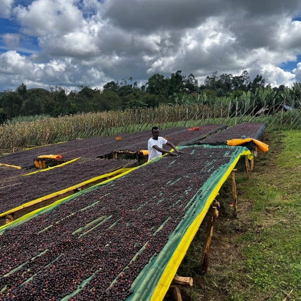 ETHIOPIA NIGUESSE NARE G1 MURANGO URAGA ANR