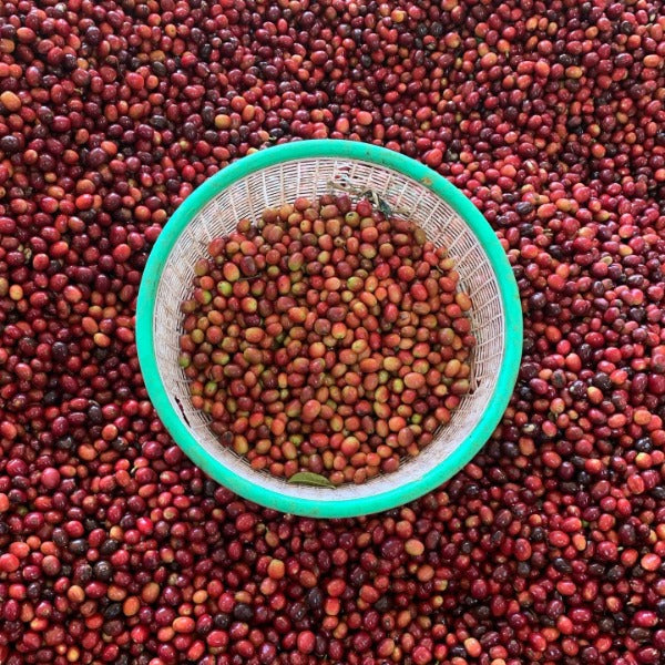 INDONESIA FLORES TUANG GULANG LOT 2817