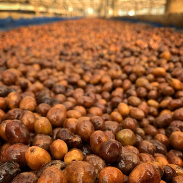 INDONESIA FLORES TUANG GULANG LOT 1627