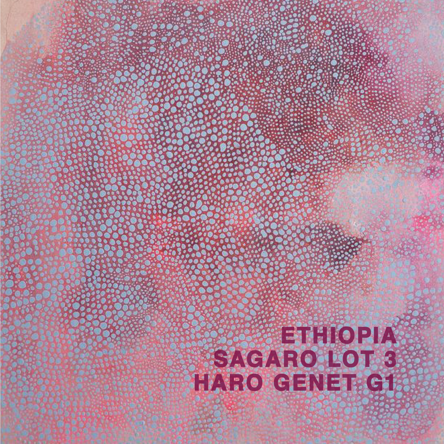 ETHIOPIA SAGARA HARO GENET G1 LOT 3