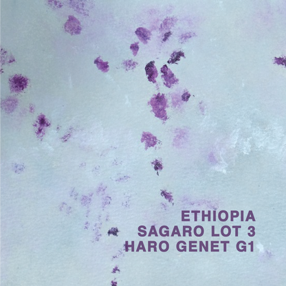 ETHIOPIA SAGARA HARO GENET G1 LOT 3