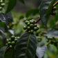 PANAMA CHEVAS TRADITIONAL TYPICA WASHED