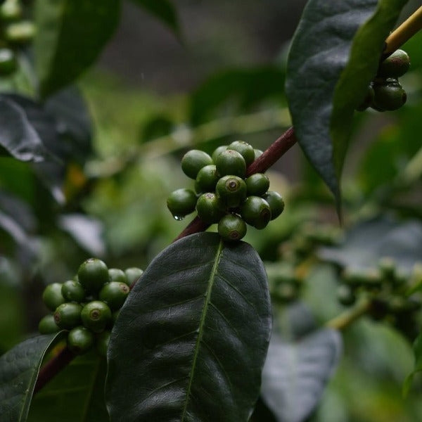 PANAMA CHEVAS TRADITIONAL TYPICA WASHED