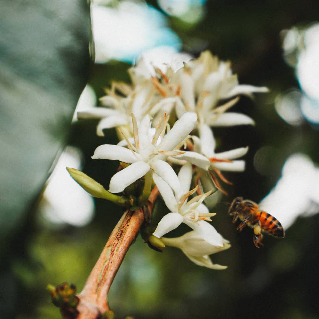 PANAMA CHEVAS TRADITIONAL GEISHA NATURAL
