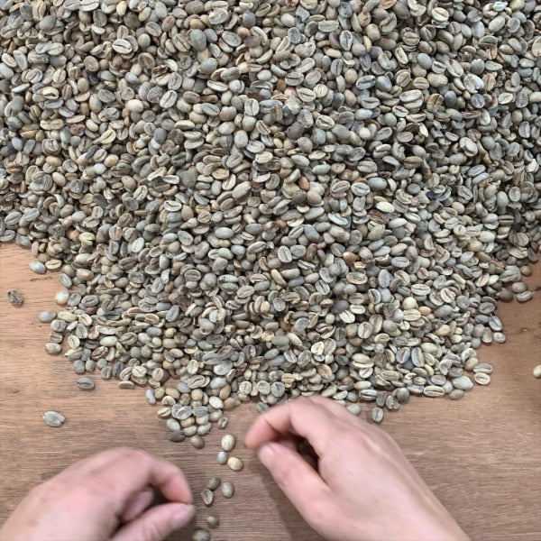 INDONESIA FLORES TUANG GULANG LOT 2817