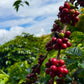 PANAMA CHEVAS TRADITIONAL CATUAI NATURAL