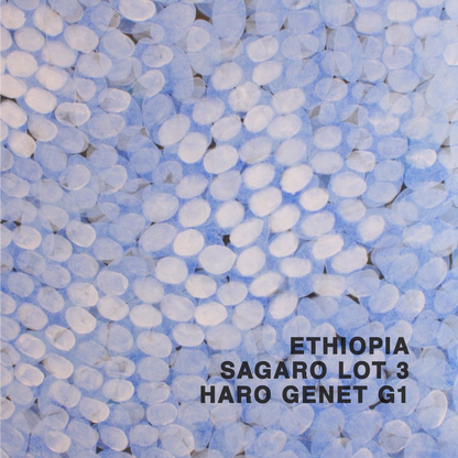 ETHIOPIA SAGARA HARO GENET G1 LOT 3
