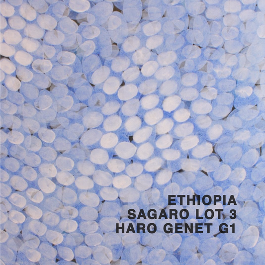 ETHIOPIA SAGARA HARO GENET G1 LOT 3