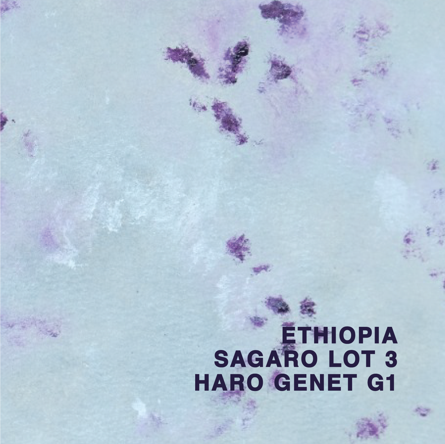 ETHIOPIA SAGARA HARO GENET G1 LOT 3