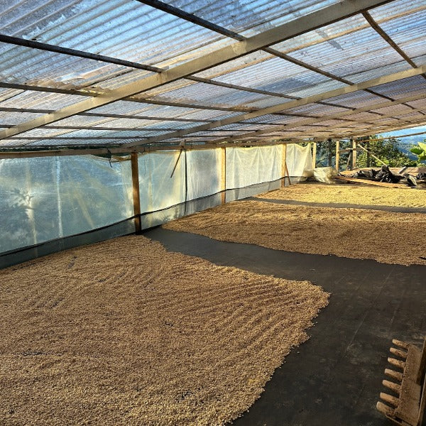 COLOMBIA EL DIVISO SIDRA NACHO