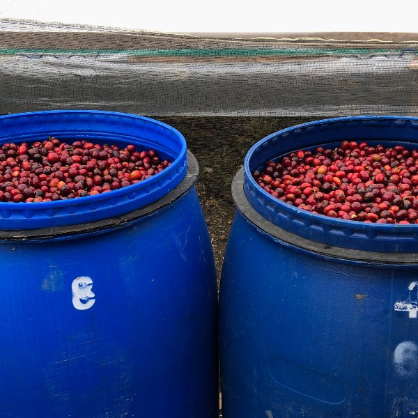 INDONESIA BUNGE LUNGI ESTATE JULIA CM LOT