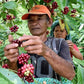 INDONESIA FLORES TUANG SUBU LOT 655