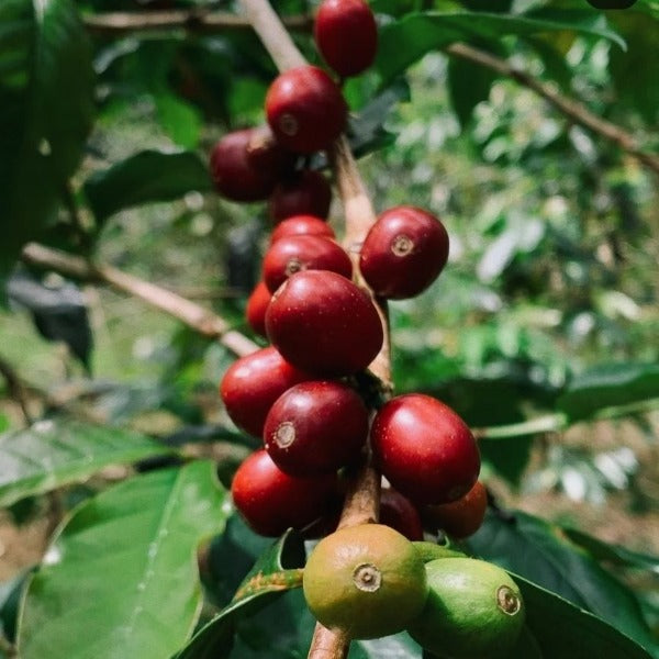 INDONESIA FLORES TUANG GULANG LOT 1061