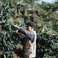 INDONESIA BUNGE LUNGI ESTATE JULIA CM LOT