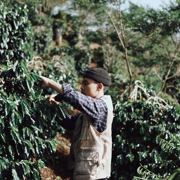 INDONESIA BUNGE LUNGI ESTATE JULIA CM LOT