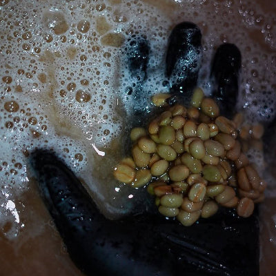 PANAMA CHEVAS TRADITIONAL CATUAI NATURAL