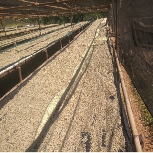 ETHIOPIA MUSTEFA ABAKENO LOT AMATERA