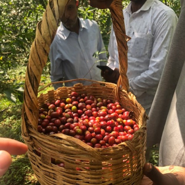 ETHIOPIA MUSTEFA ABAKENO LOT AMATERA