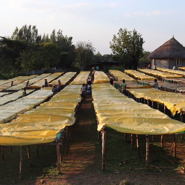 ETHIOPIA ABDO ABAMACHA NEFERTARI