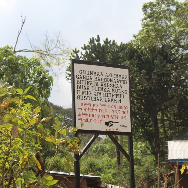 ETHIOPIA BIFTU GUDINA LOT GAMABUTA